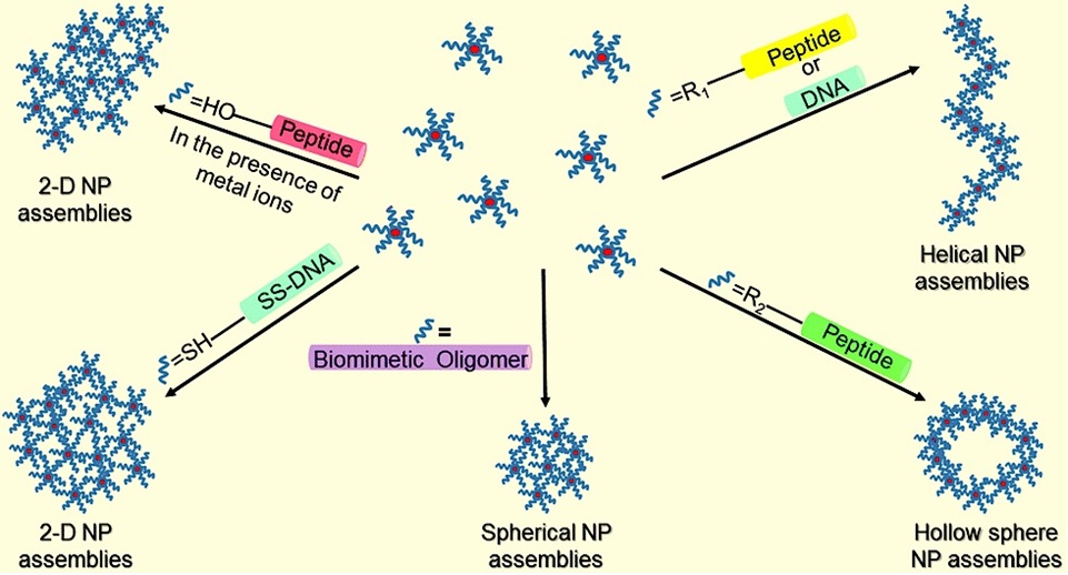 Aggregation of inorganic nanoparticles mediated by biomimetic oligomers